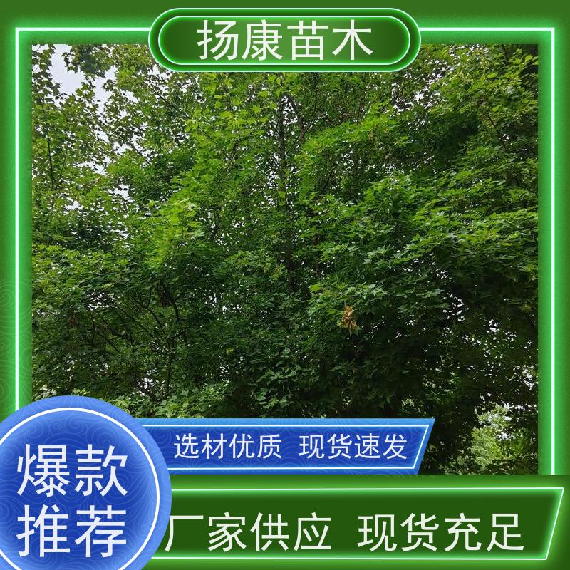 乐 昌含笑 园林庭院造景植物 适用性强 高成活率