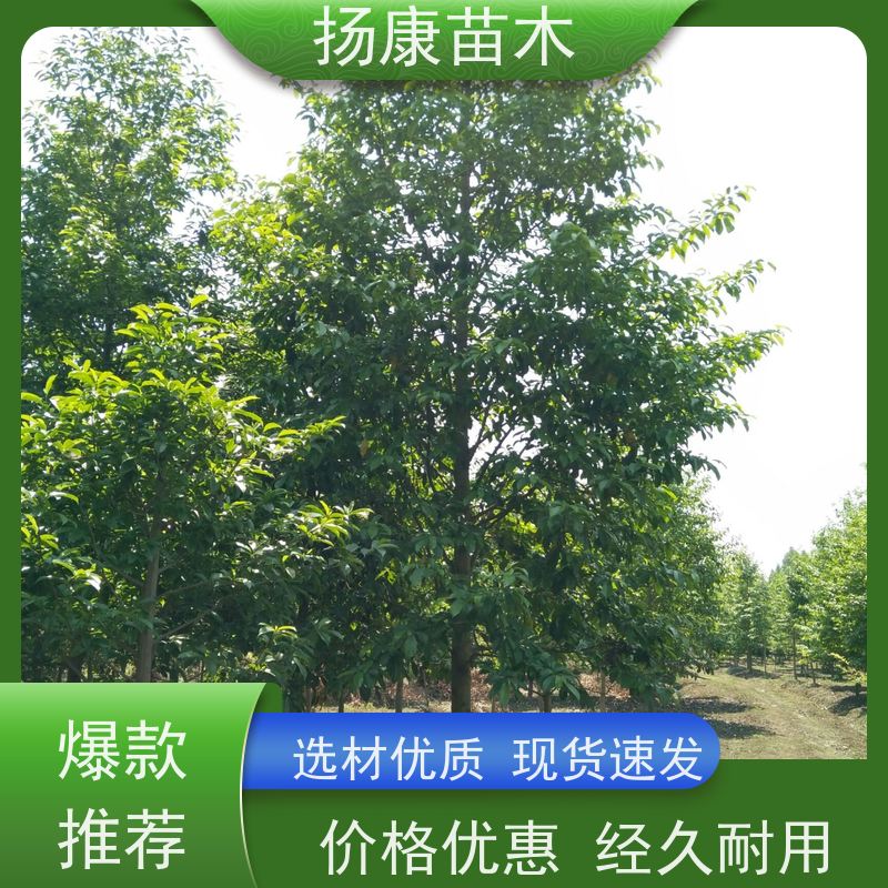 12公分乐昌含笑 园林景区栽植 精致美丽 现挖现卖