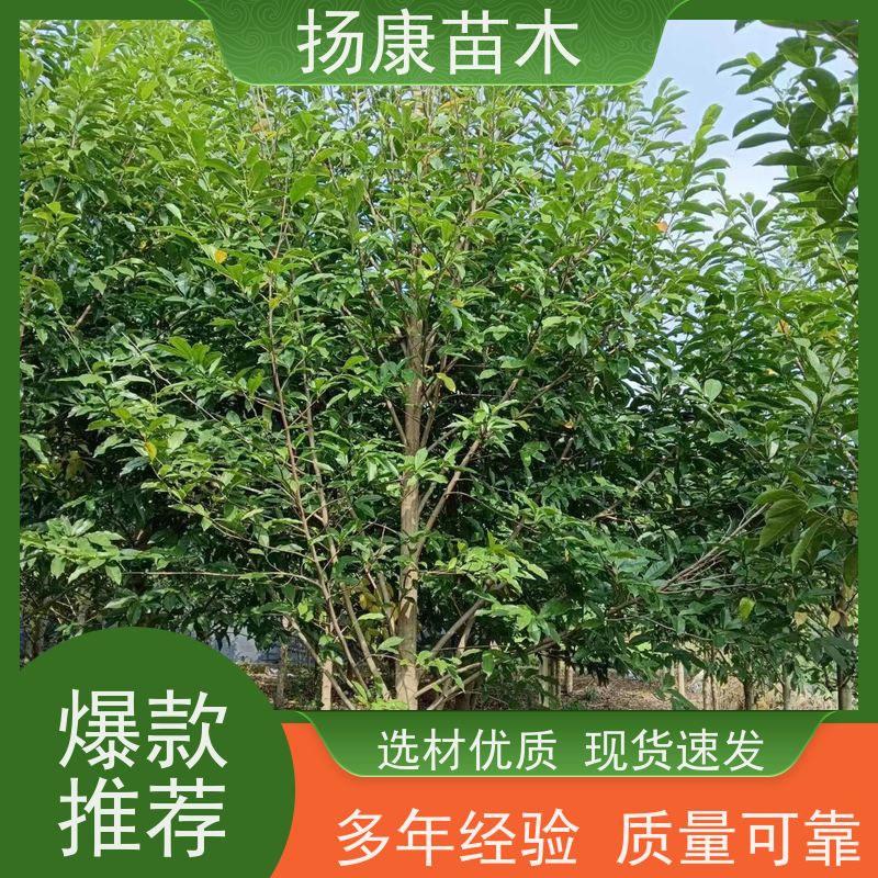 13公分乐昌含笑 竖形常绿灌木绿植适用于园林绿化 种类齐全