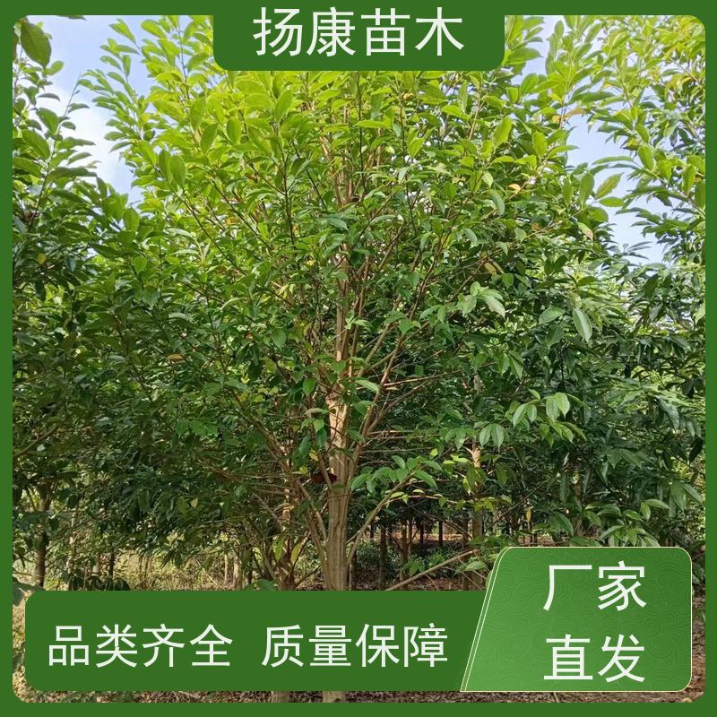 18公分乐昌含笑 枝叶繁茂 四季常青行道树 易成活