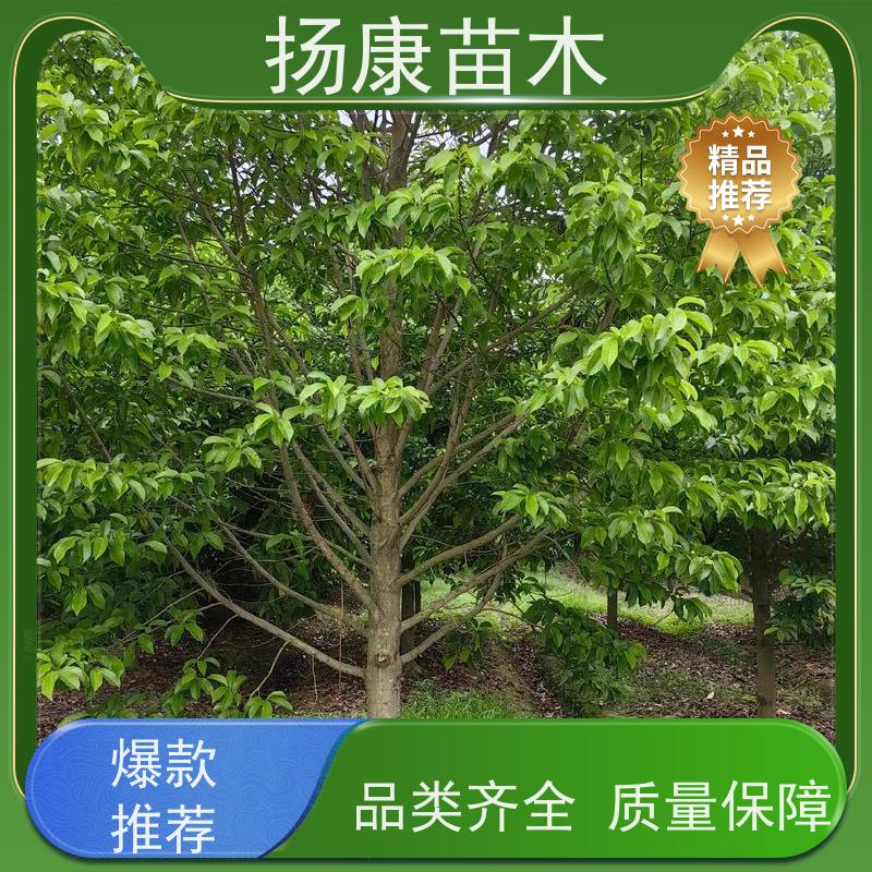 10公分乐昌含笑 园林庭院造景植物 适用性强 源头厂家
