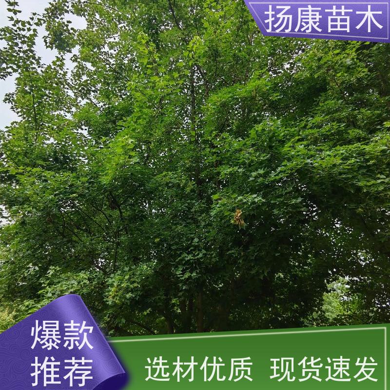 10公分乐昌含笑 行道树系列树种养护 高成活率