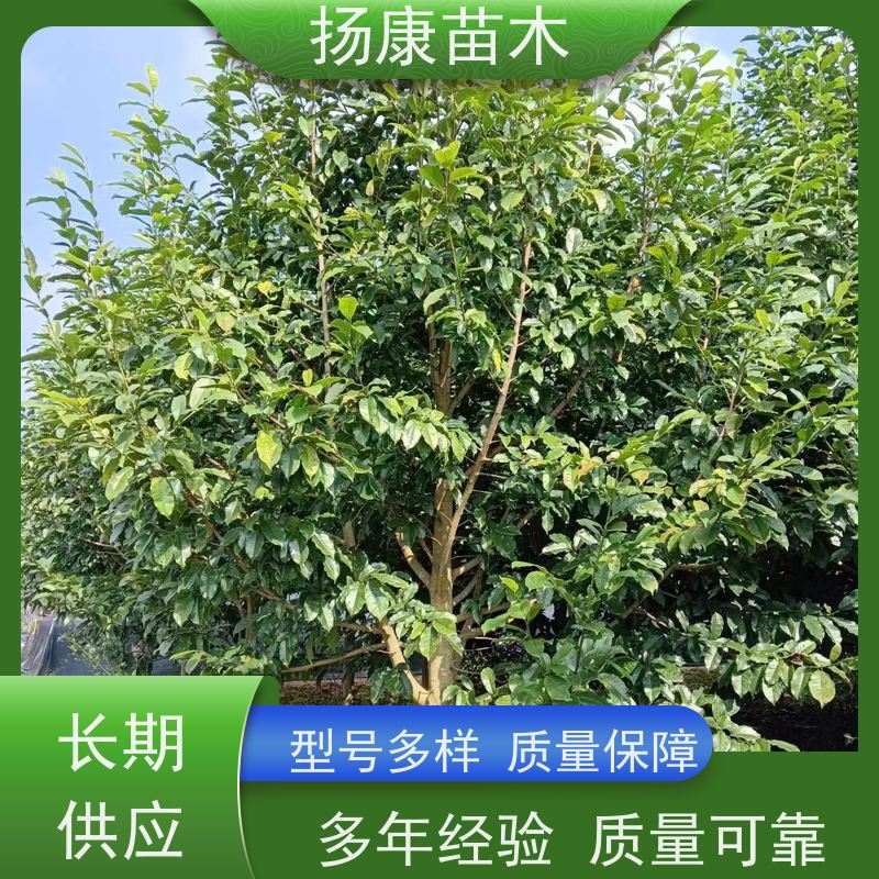 19公分乐昌含笑 行道树系列树种养护 树形优美 种植基地