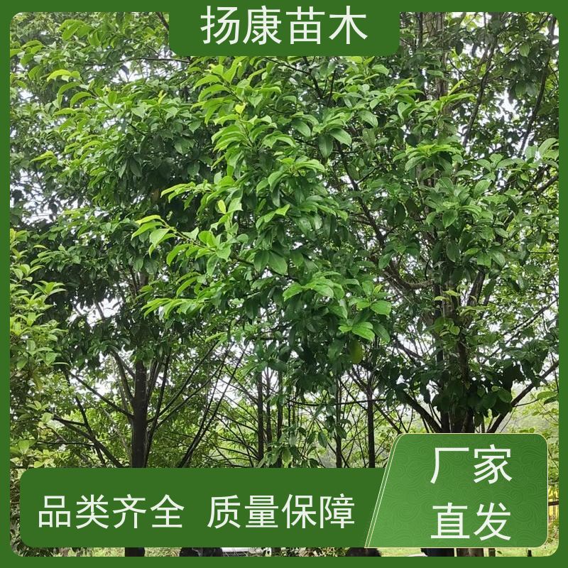 18公分乐昌含笑 枝叶繁茂 四季常青行道树 源头厂家