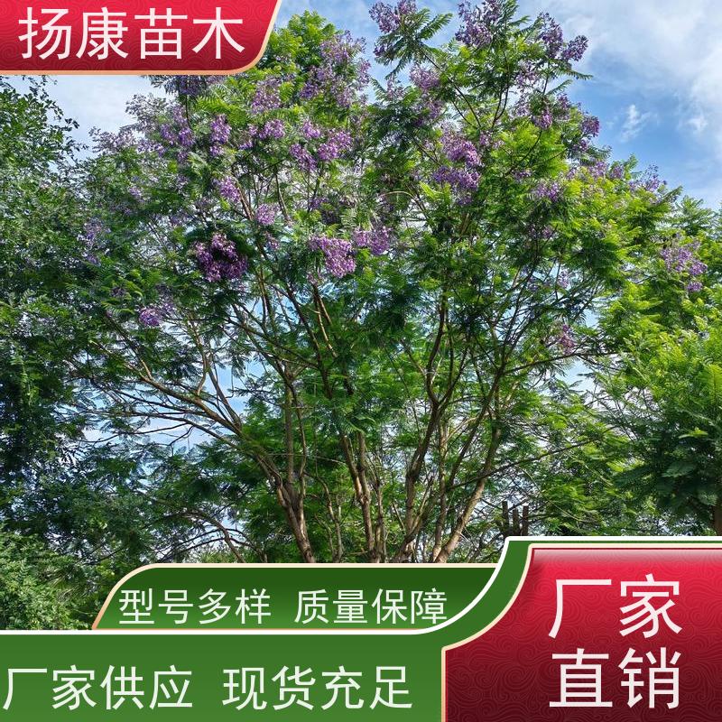 16公分乐昌含笑 行道树系列树种养护 树形优美 培育基地