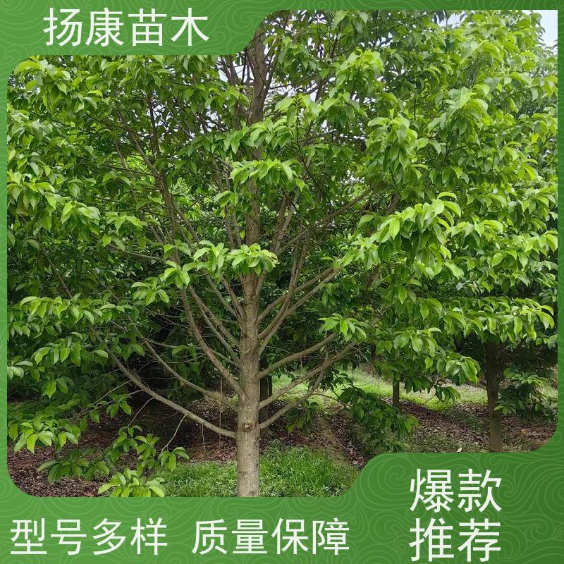 醉香含笑 竖形常绿灌木绿植适用于园林绿化 培育基地