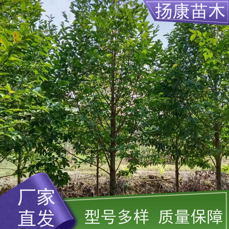 15公分乐昌含笑 枝叶繁茂 四季常青行道树 优选常绿
