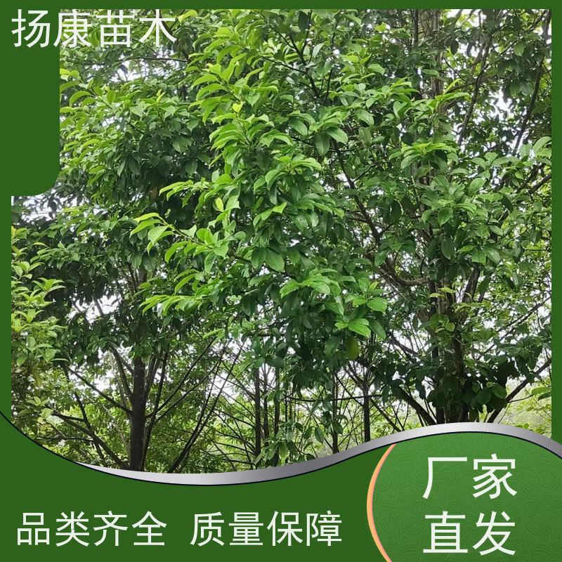 14公分乐昌含笑 园林庭院造景植物 适用性强 批发销售