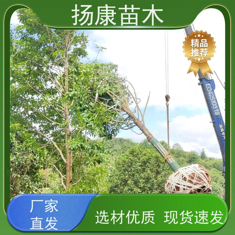 14公分乐昌含笑 枝叶繁茂 四季常青行道树 大量供应
