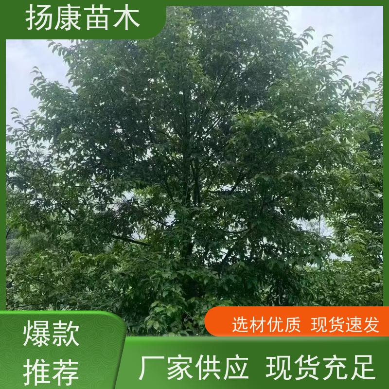 白兰树 竖形常绿灌木绿植适用于园林绿化 种植基地