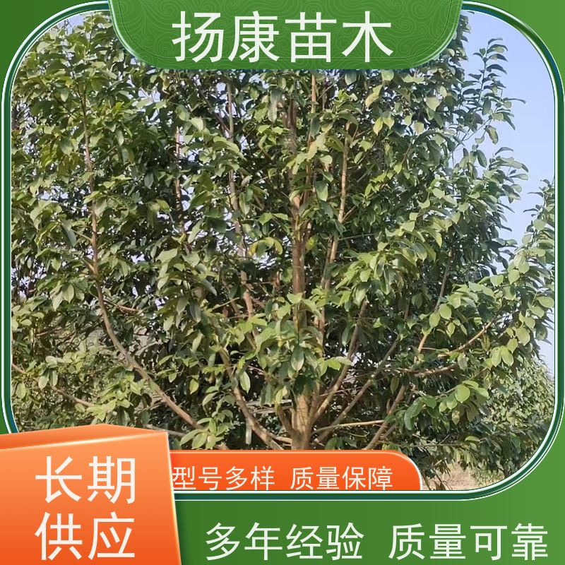 35公分乐昌含笑 园林景区栽植 精致美丽 苗木批发