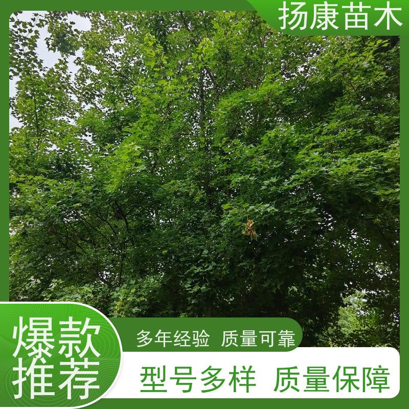 18公分全冠乐昌含笑 树干挺拔树荫浓郁 源头厂家