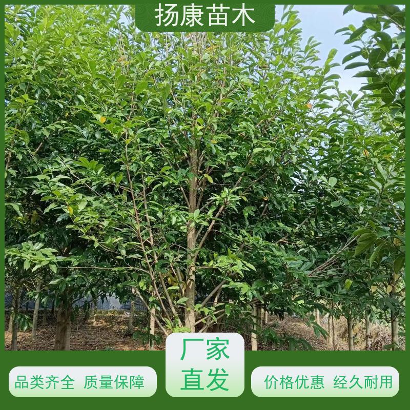 11公分乐昌含笑 花木基地 公园绿化行道树 现挖现卖