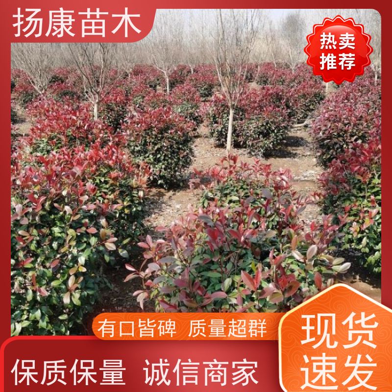 杨康苗木 现挖出售 彩叶工程绿化木易成活 1.5米红叶石楠球
