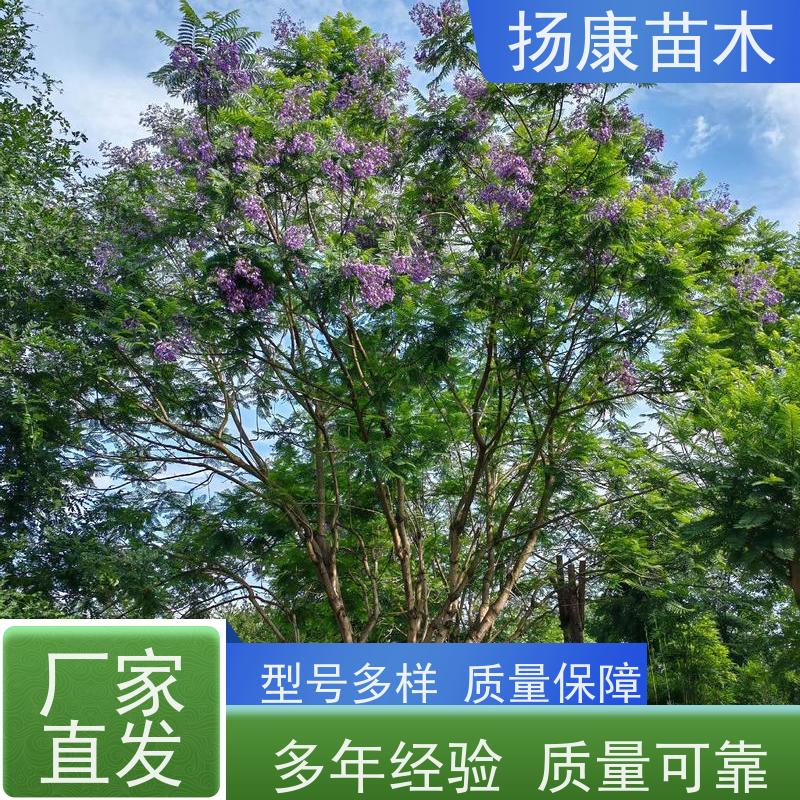 15公分乐昌含笑 枝叶繁茂 四季常青行道树 种类齐全