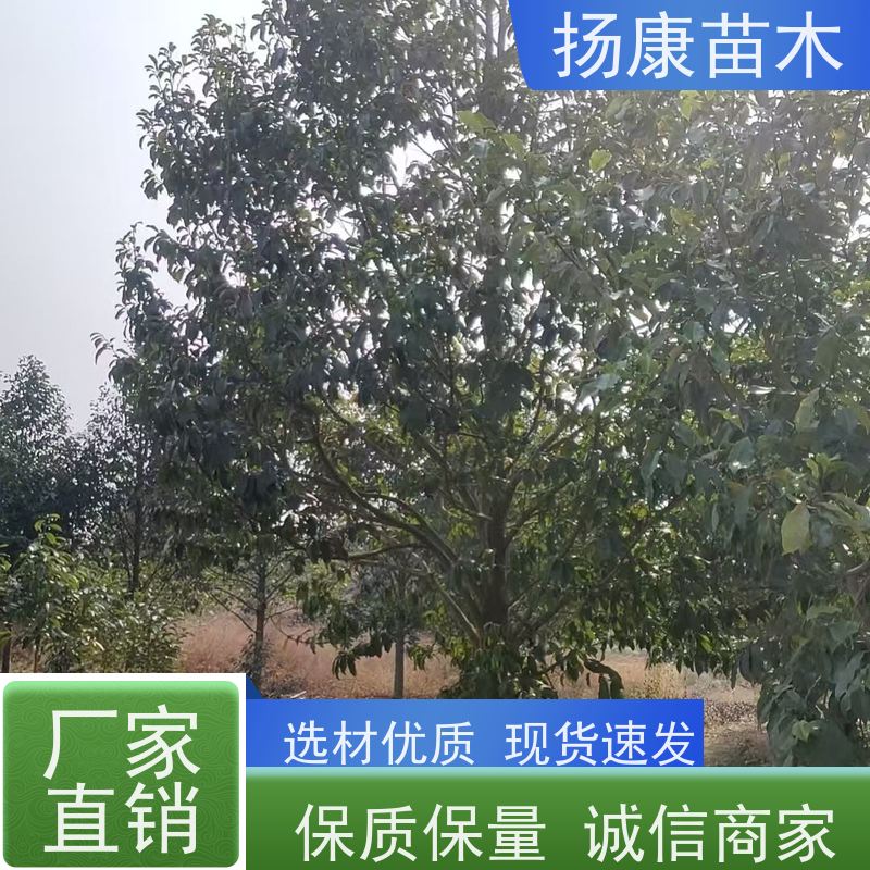 19公分乐昌含笑 竖形常绿灌木绿植适用于园林绿化 大量供应