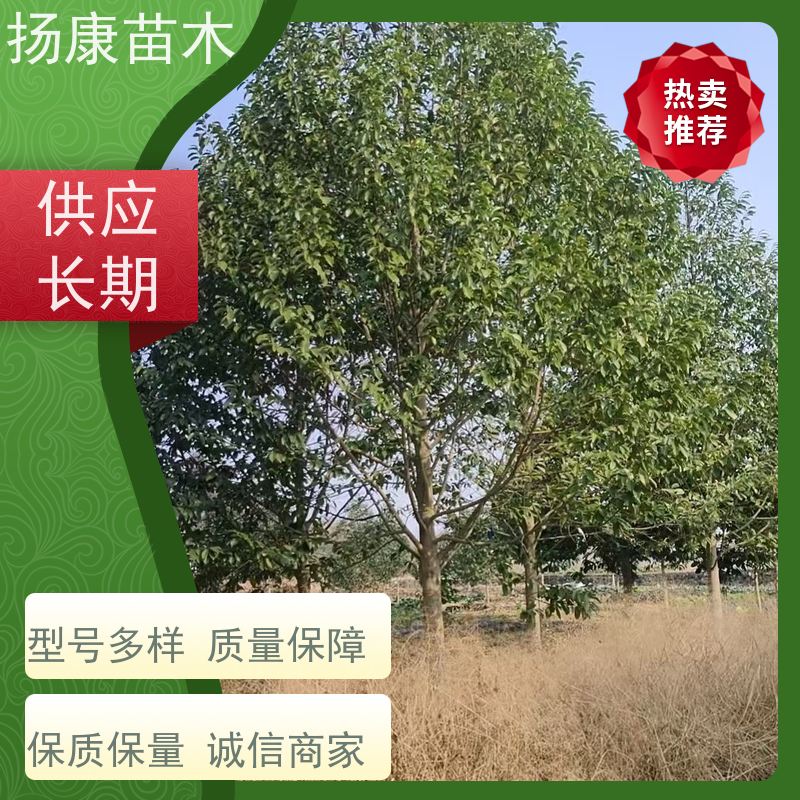 25公分乐昌含笑 行道树系列树种养护 树形优美 源头厂家