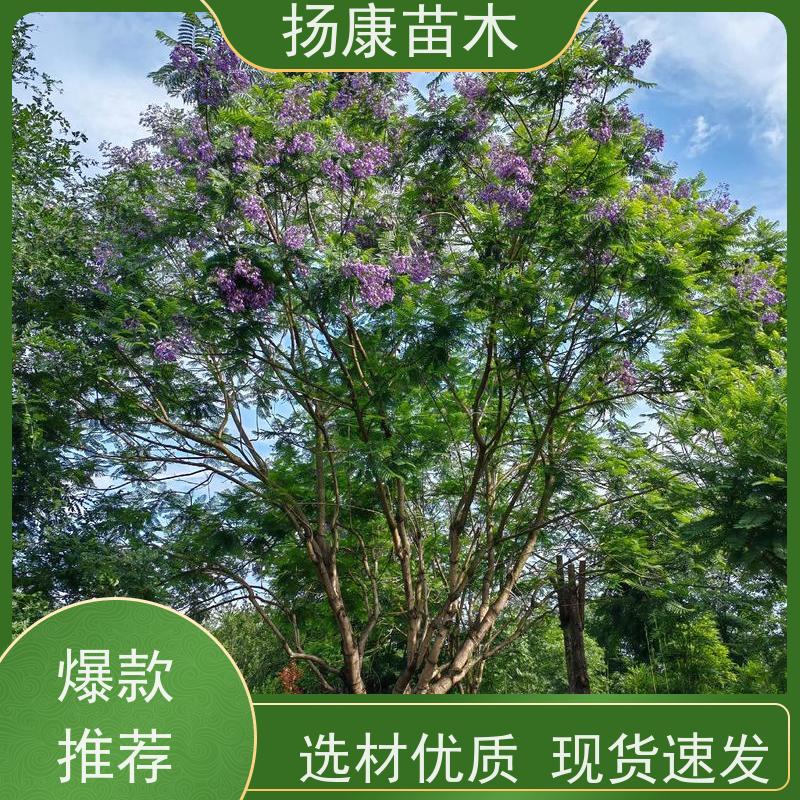 25公分乐昌含笑 行道树系列树种养护 高成活率