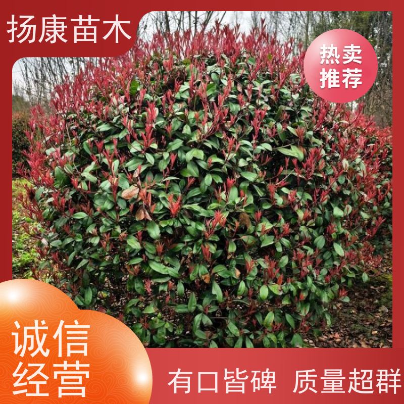 杨康苗木 冠幅1.5米高度2米基地大规格精品苗 红叶石楠球 