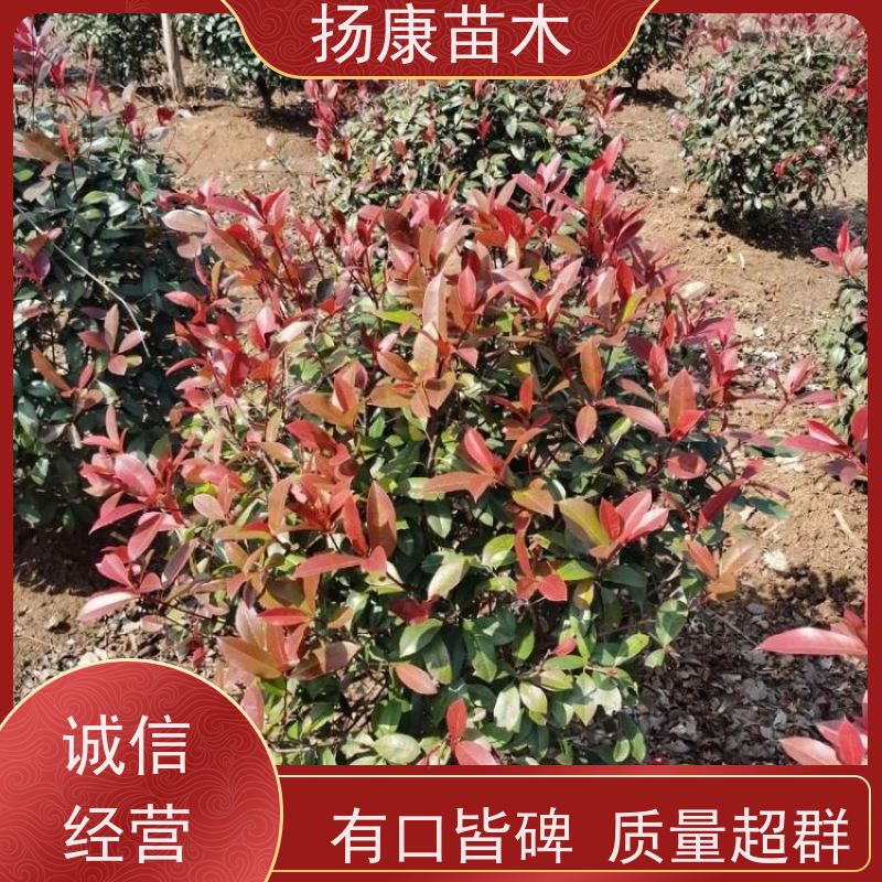 杨康苗木 城市园林绿化 耐盐碱性和耐干旱 5公分红叶石楠球