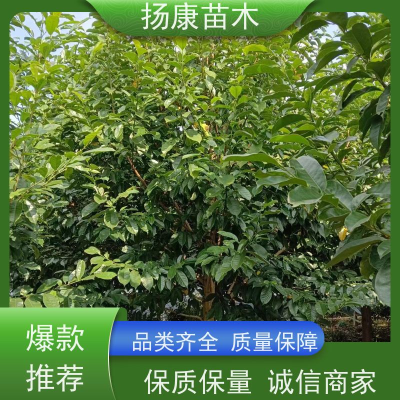 19公分乐昌含笑 行道树系列树种养护 树形优美 实地看苗 