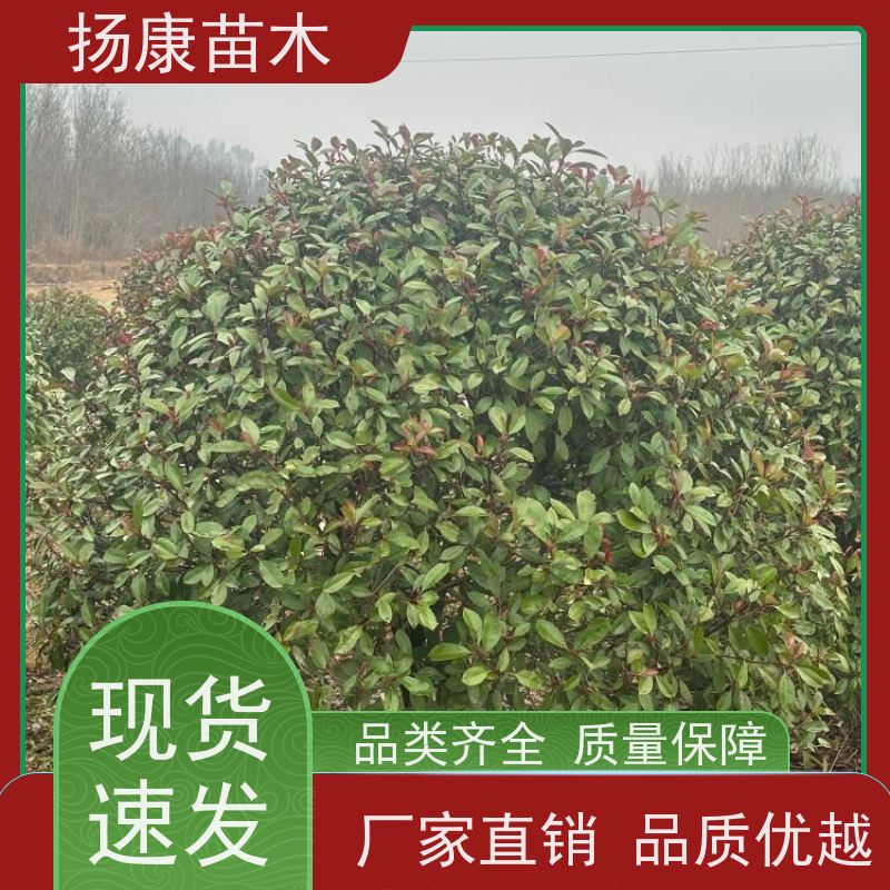 杨康苗木 叶色鲜艳夺目 行道绿篱园林绿化 观赏性高 5公分红叶石楠球