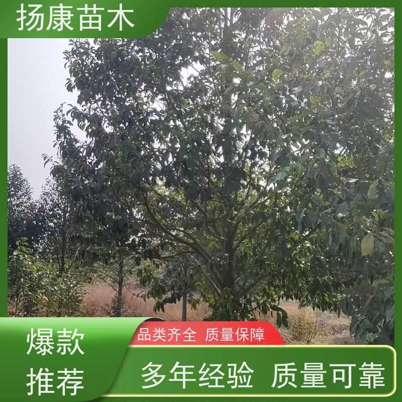 11公分乐昌含笑 竖形常绿灌木绿植适用于园林绿化 现挖现卖