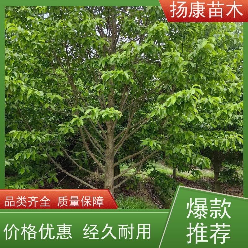 乐 昌含笑 园林庭院造景植物 适用性强 现挖现发