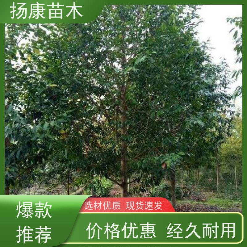 30公分乐昌含笑 园林景区栽植 精致美丽 批发销售