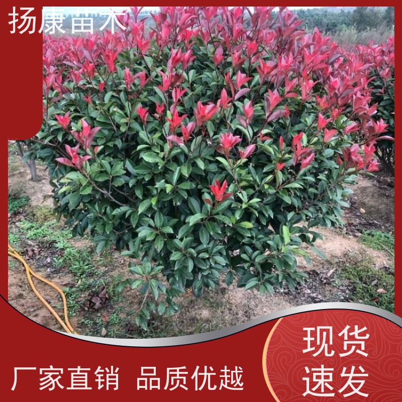 杨康苗木 道路两旁庭院小区点缀工程苗 1.5米红叶石楠球