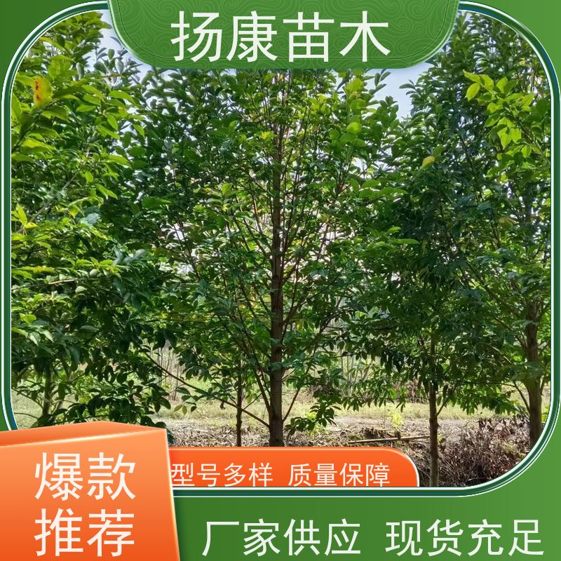 18公分乐昌含笑 花木基地 公园绿化行道树 大量供应