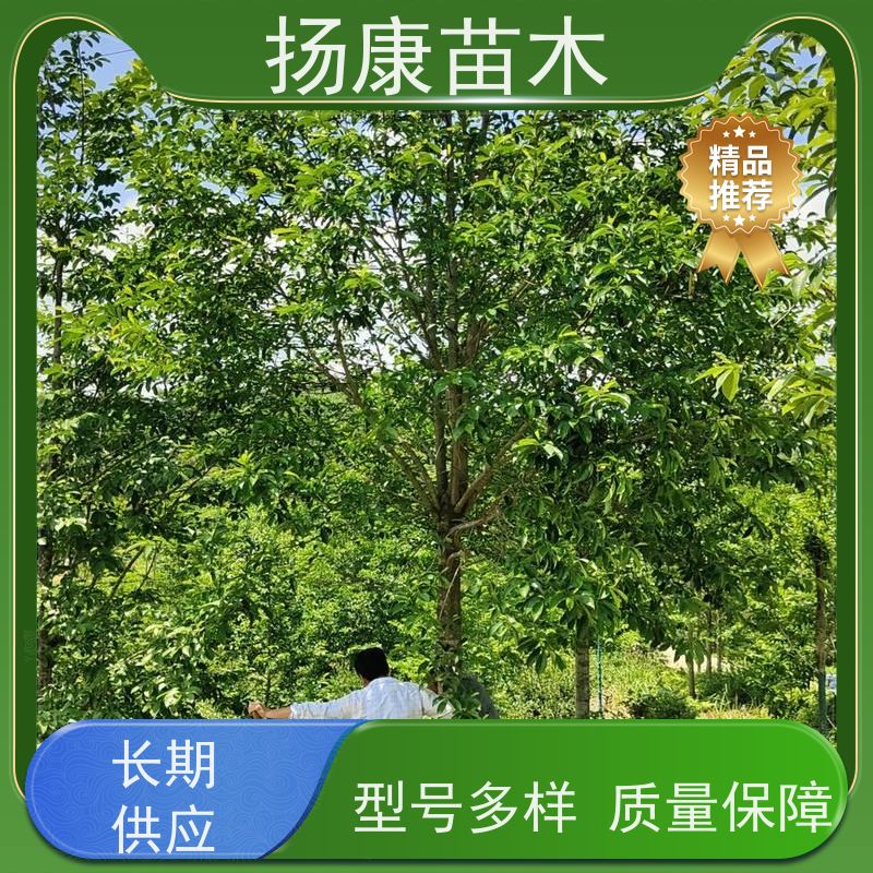 16公分乐昌含笑 行道树系列树种养护 树形优美 易成活
