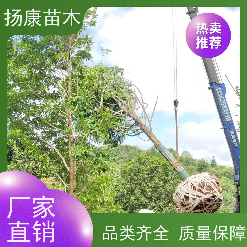 20公分乐昌含笑 行道树系列树种养护 高成活率