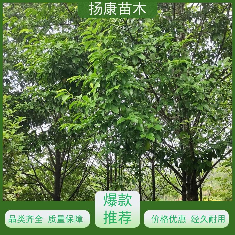 20公分乐昌含笑 枝叶繁茂 四季常青行道树 种植基地