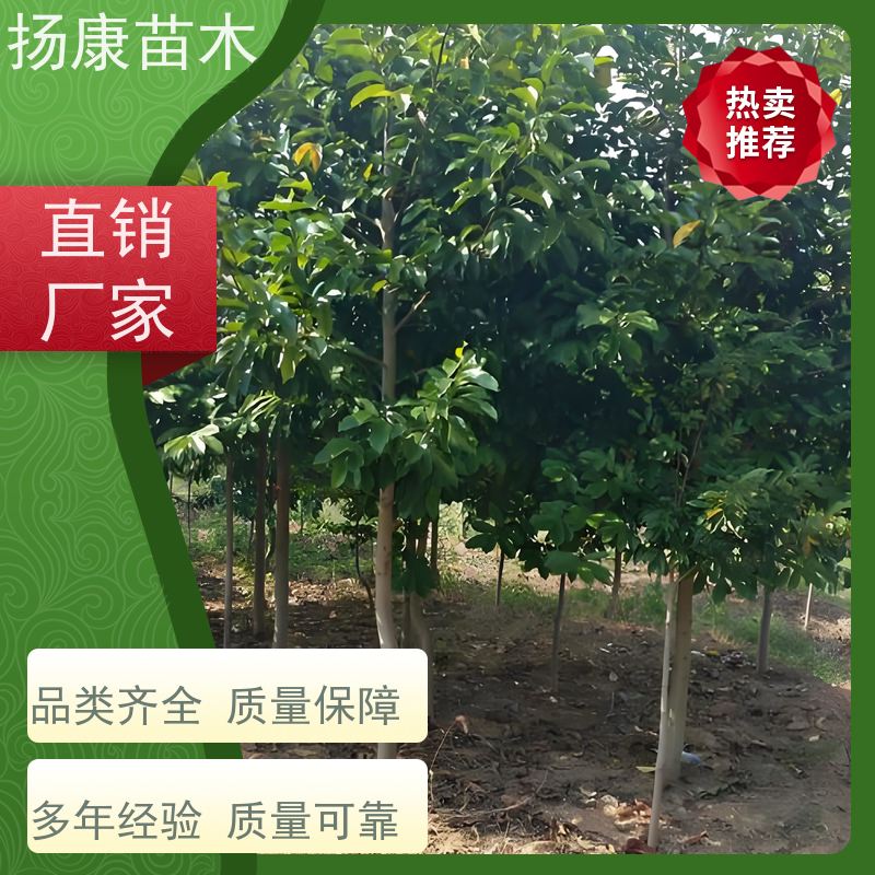16公分乐昌含笑 竖形常绿灌木绿植适用于园林绿化 源头厂家