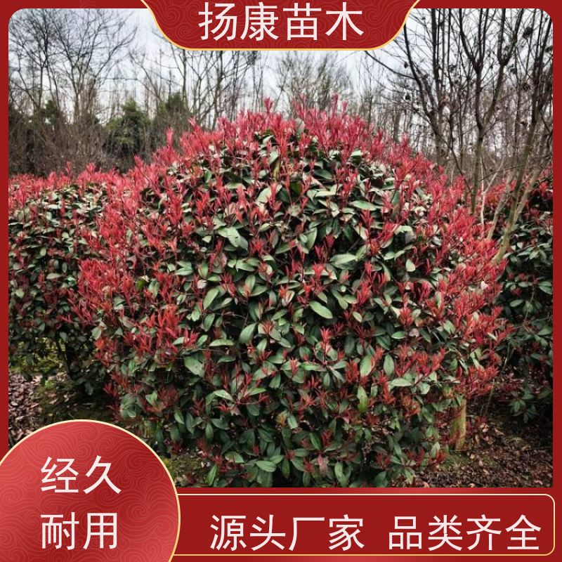 杨康苗木 冠幅饱满 庭院种植 电话咨询 10公分红叶石楠球