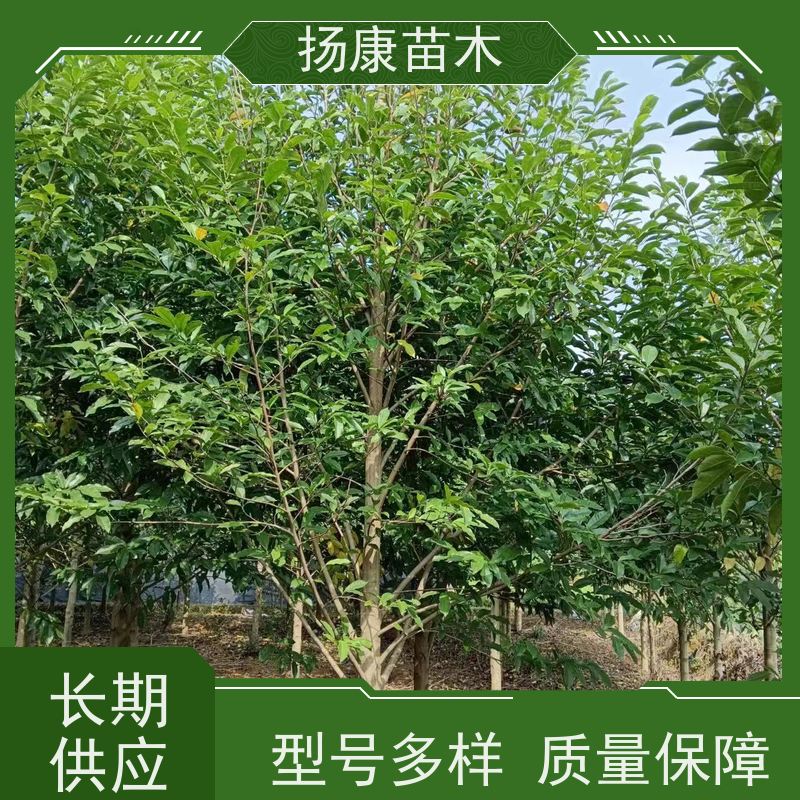 25公分乐昌含笑 园林庭院造景植物 适用性强 基地直供 