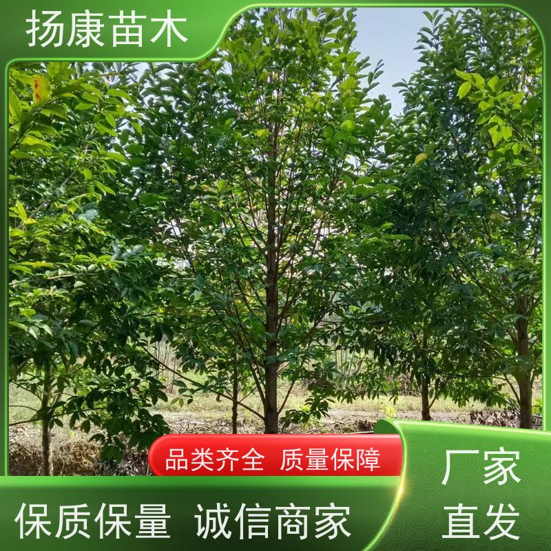 40公分乐昌含笑 园林景区栽植 精致美丽 培育基地