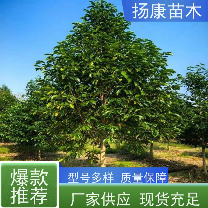 9公分乐昌含笑 公园绿化 露地种植 适应性强 大量供应