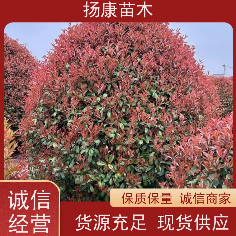 杨康苗木 城市园林绿化 耐盐碱性和耐干旱 红叶石楠