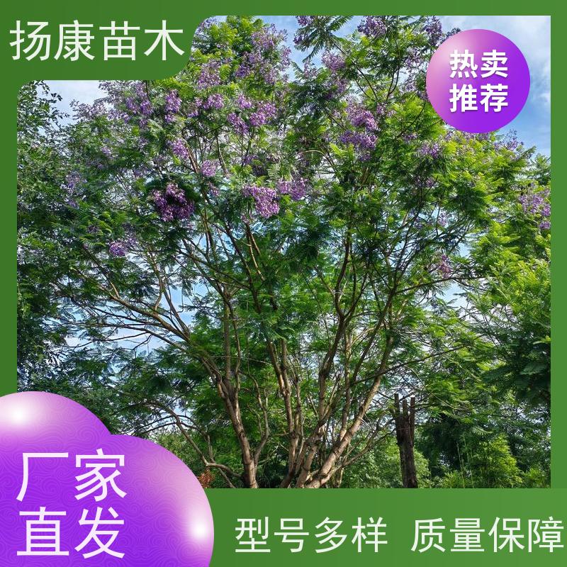 8公分乐昌含笑 花木基地 公园绿化行道树 现挖现发