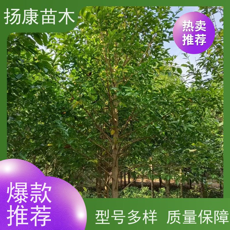 8公分乐昌含笑 园林景区栽植 精致美丽 种植基地