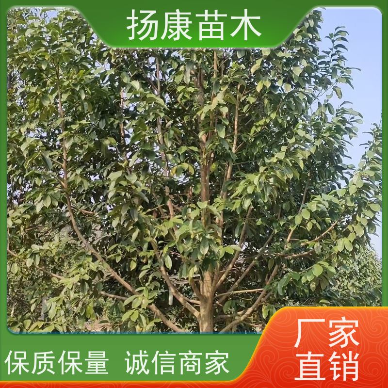 18公分全冠乐昌含笑 园林庭院造景植物 适用性强 易成活