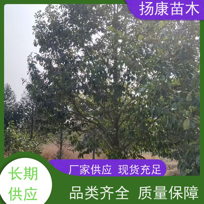 15公分乐昌含笑 行道树系列树种养护 批发销售