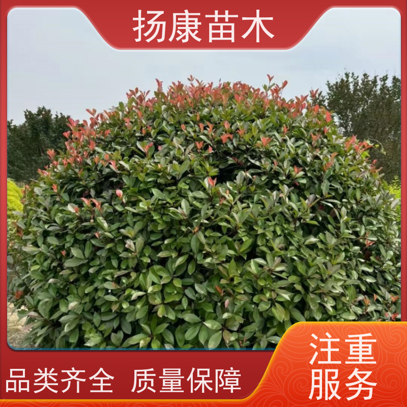 杨康苗木 耐寒耐阴成活率高 种苗基地 红叶石楠