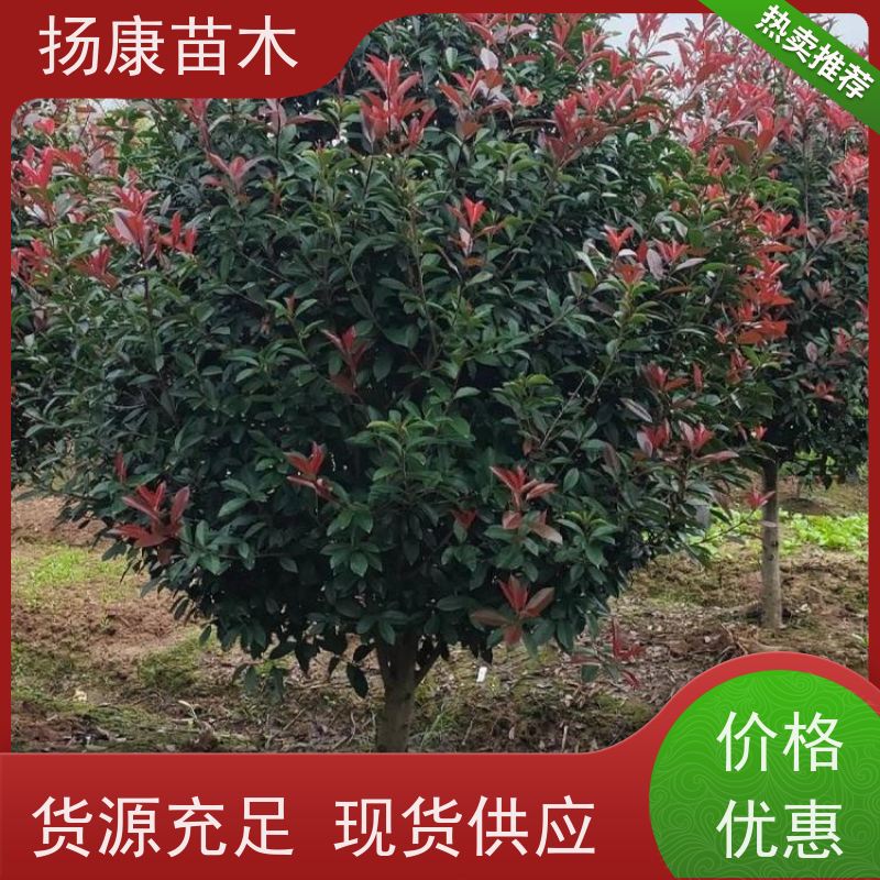 杨康苗木 叶色鲜艳夺目 行道绿篱园林绿化 观赏性高 10公分红叶石楠球