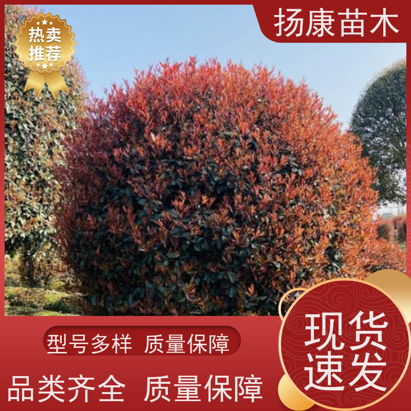 杨康苗木 现挖出售 彩叶工程绿化木易成活 5公分红叶石楠球