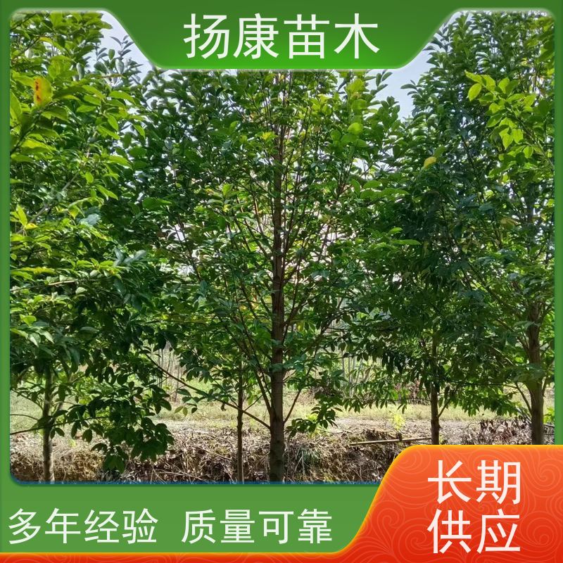 11公分乐昌含笑 公园绿化 露地种植 适应性强 易成活