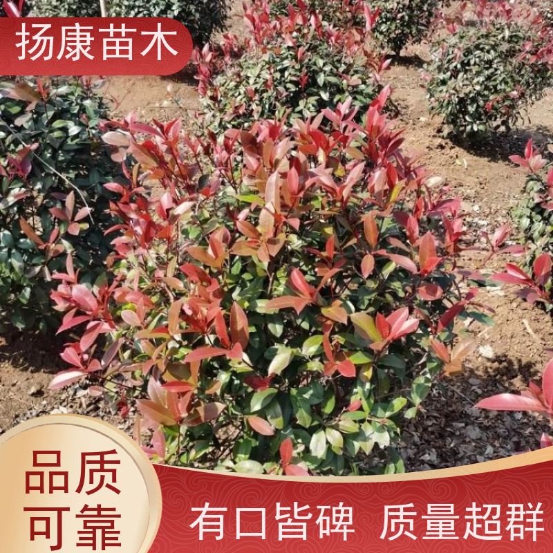 杨康苗木 冠幅50~550cm造型球 统一修建树形美观 黑土种植 红叶石楠