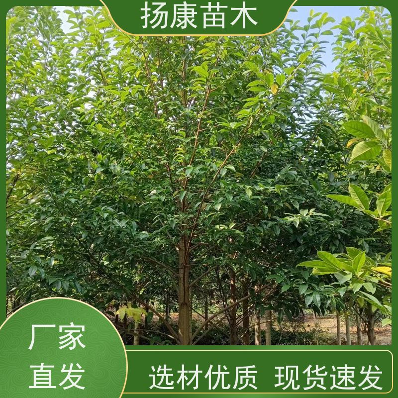 10公分乐昌含笑 公园绿化 露地种植 适应性强 种类齐全